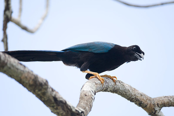 Yucatan Jay (Cyanocorax yucatanicus)