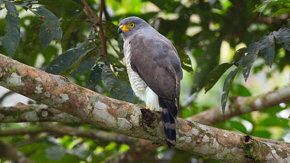 Roadside Hawk (Buteo magnirostris)