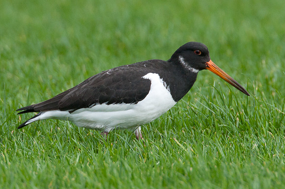 Eurasian Oystercatcher (Haematopus ostralegus) also known as Common Pied Oystercatcher
