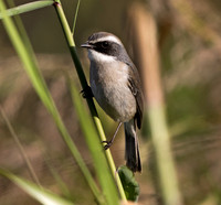 Grey bush chat (Saxicola ferreus) Male