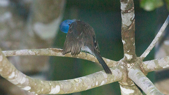 Black-naped Monarch (Hypothymis azurea)