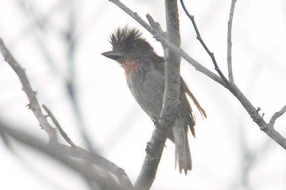 Rose-throated Becard (Pachyramphus aglaiae)