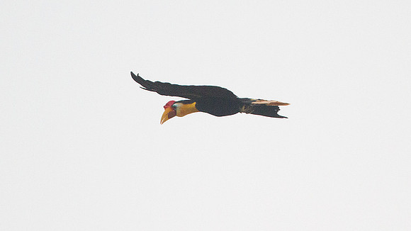 Wrinkled Hornbill (Aceros corrugatus)