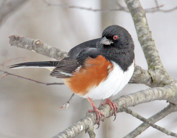 Eastern Towhee (Pipilo erythrophthalmus) male