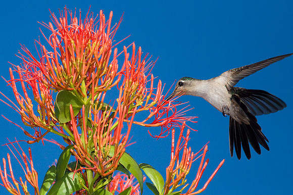 Wedge-tailed Sabrewing (Campylopterus curvipennis)