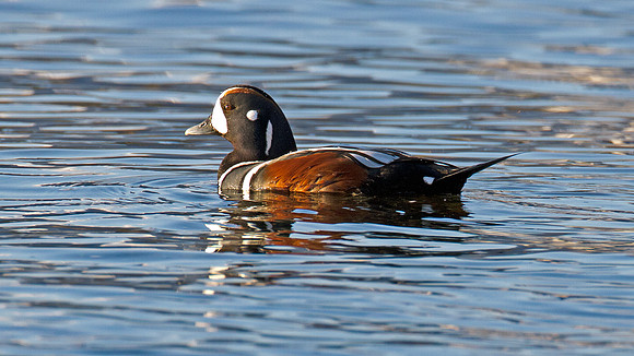 Harlequin Duck (Histrionicus histrionicus)