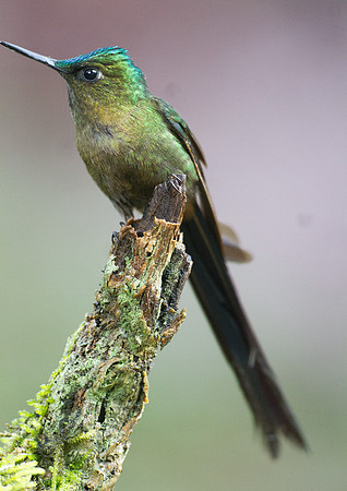 Violet-tailed Sylph (Aglaiocercus coelestis)