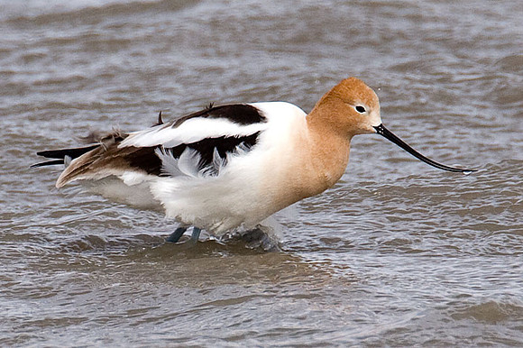 American Avocet (Recurvirostra americana)