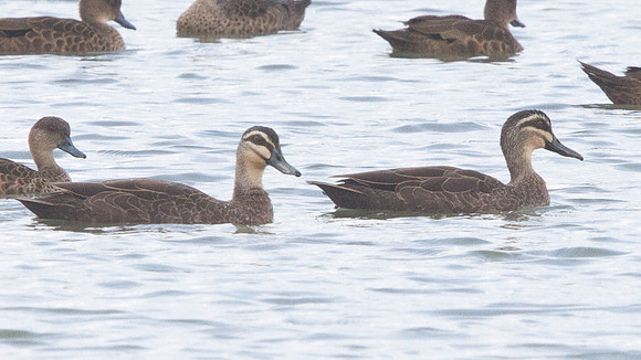 Pacific Black Duck (Anas superciliosa)