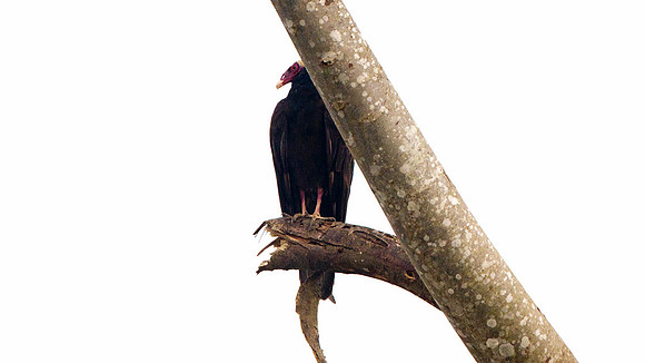 Turkey Vulture (Cathartes aura)