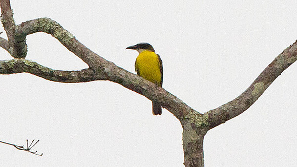 Boat-billed Flycatcher (Megarynchus pitangua)