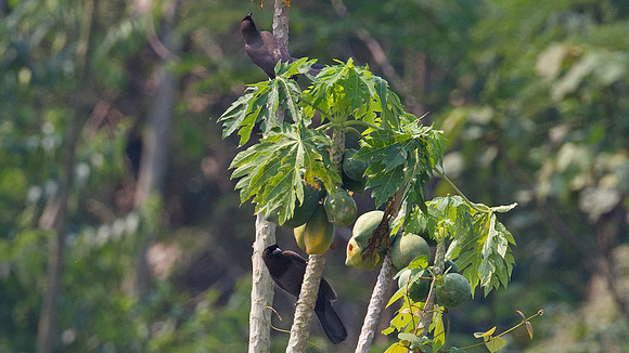 Purplish Jay (Cyanocorax cyanomelas)