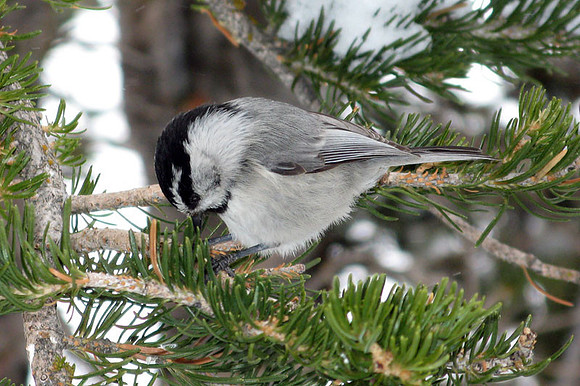 Mountain Chickadee (Poecile gambeli)