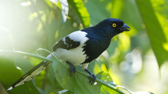 Magpie Tanager (Cissopis leveriana)