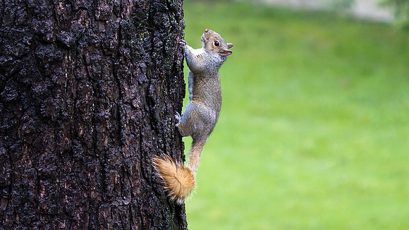 Eastern gray squirrel with an orange/brown tail