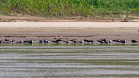 Black Skimmer (Rynchops niger)