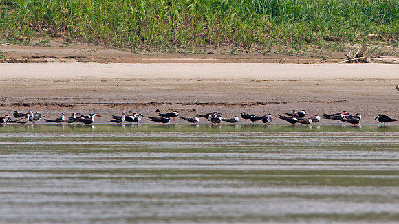 Black Skimmer (Rynchops niger)