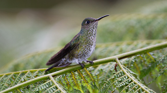 Many-spotted Hummingbird (Taphrospilus hypostictus)