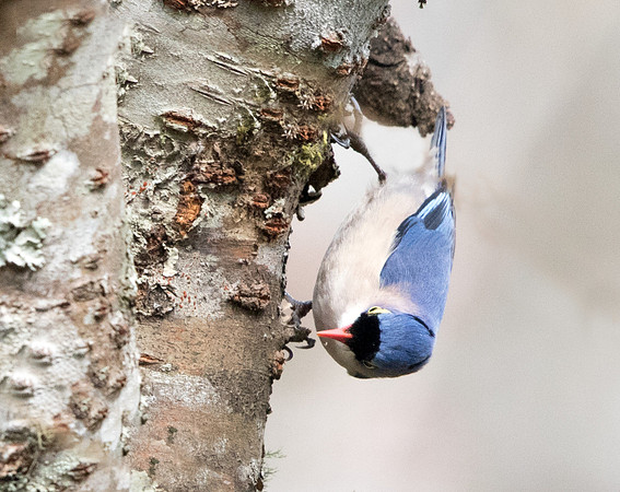 Velvet-fronted nuthatch (Sitta frontalis) Male