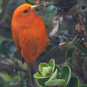ʻAkepa (Loxops coccineus) Male