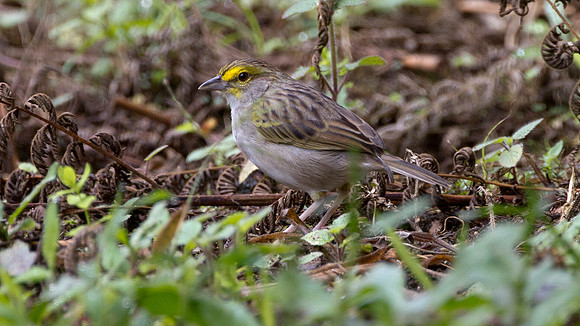 Yellow-browed Sparrow (Ammodramus aurifrons)