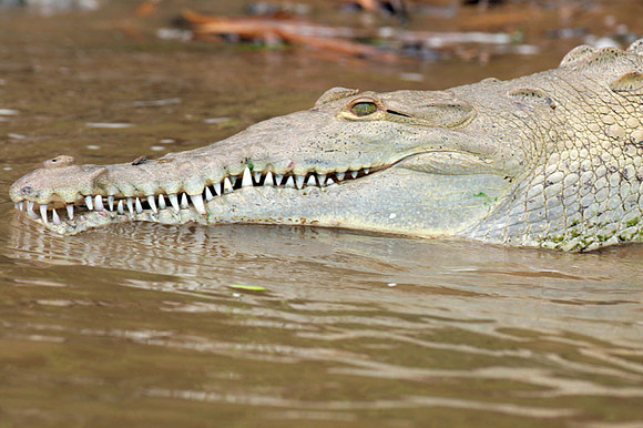 American Crocodile (Crocodylus acutus)