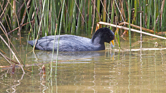 Andean Coot (Fulica ardesiaca)