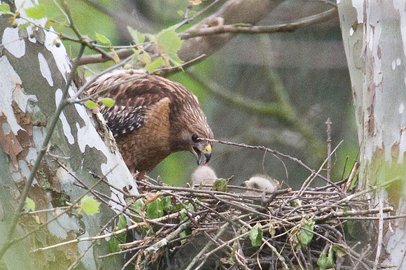 Red-shouldered Hawk (Buteo lineatus) female feeding 3 chicks