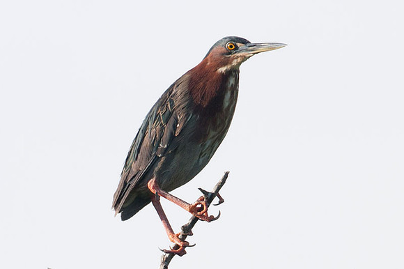 Green Heron (Butorides virescens)