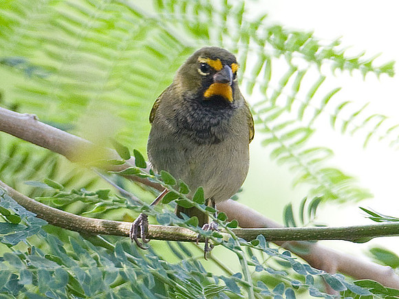 Yellow-faced Grassquit (Tiaris olivaceus) male