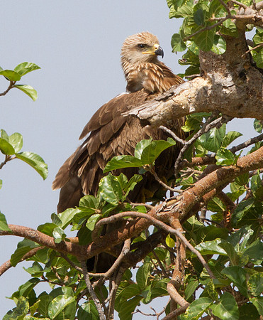 Black Kite (Milvus migrans)