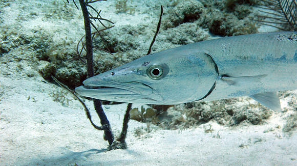 Barracuda (Sphyraena sp.)