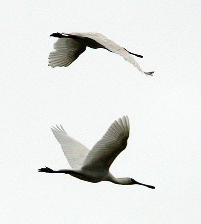 Royal Spoonbill (Platalea regia) also known as Black-billed Spoonbill