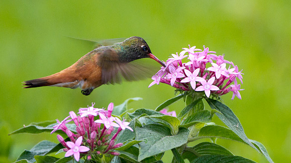 Amazilia Hummingbird (Amazilia amazilia)