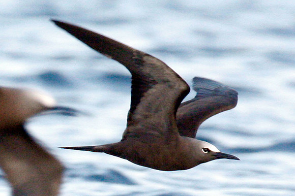Brown Noddy (Anous stolidus) also known as Common Noddy