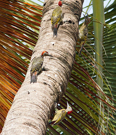 Hispaniolan Woodpecker (Melanerpes striatus)