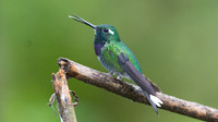 Purple-bibbed Whitetip (Urosticte benjamini)