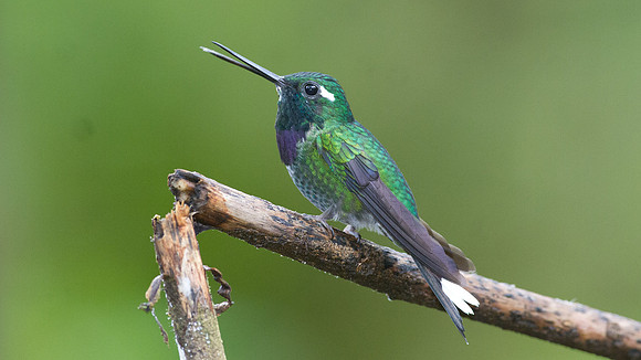 Purple-bibbed Whitetip (Urosticte benjamini)