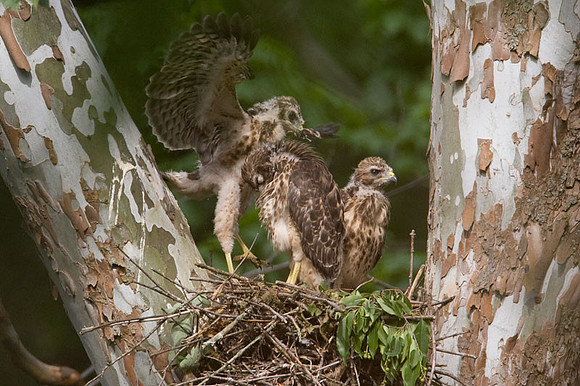 Red-shouldered Hawk (Buteo lineatus) juvenile