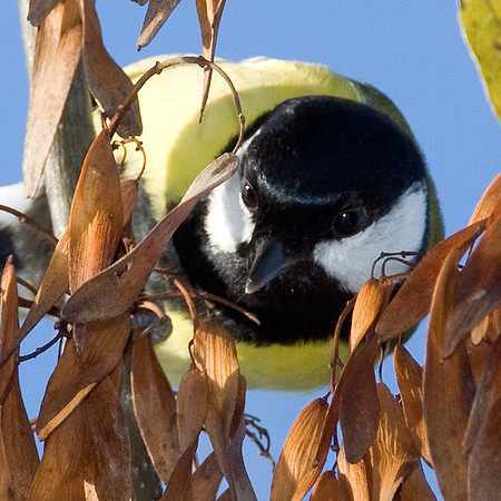 Great Tit (Parus major)