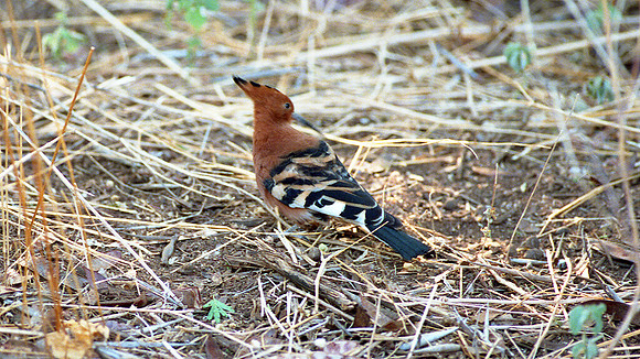 Hoopoe (Upupa epops)