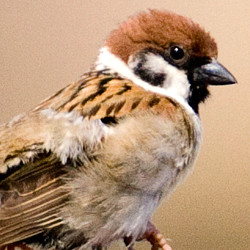 Eurasian Tree Sparrow (Passer montanus)