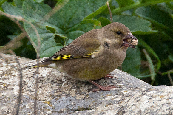 Chaffinch (Fringilla coelebs)
