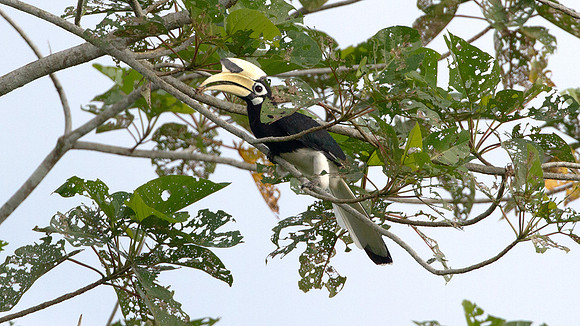 Oriental Pied Hornbill (Anthracoceros albirostris)