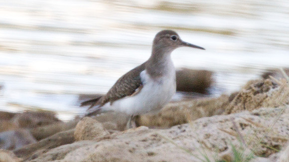 Spotted Sandpiper (Actitis macularius)