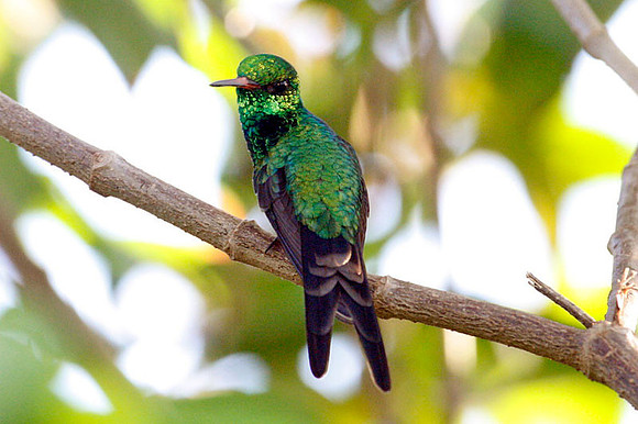 Cozumel Emerald (Chlorostilbon forficatus) male