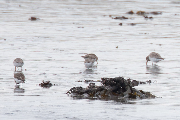 Dunlin (Calidris alpina)