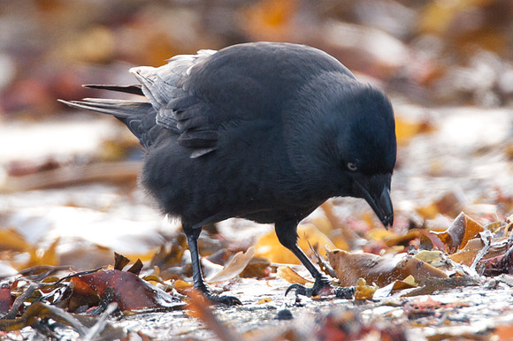 Western Jackdaw (Coloeus monedula) also known as Jackdaw, Eurasian Jackdaw, European Jackdaw