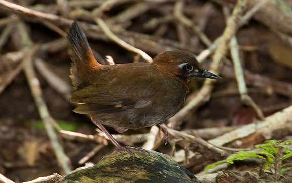 Black-faced Antthrush (Formicarius analis)