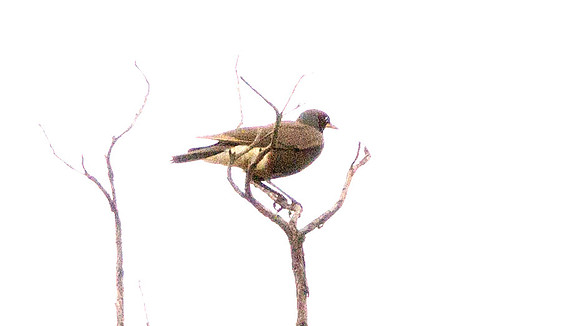 IMG_1089
